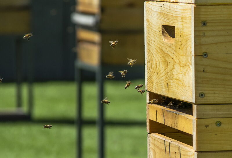 Bienen am bienenstock